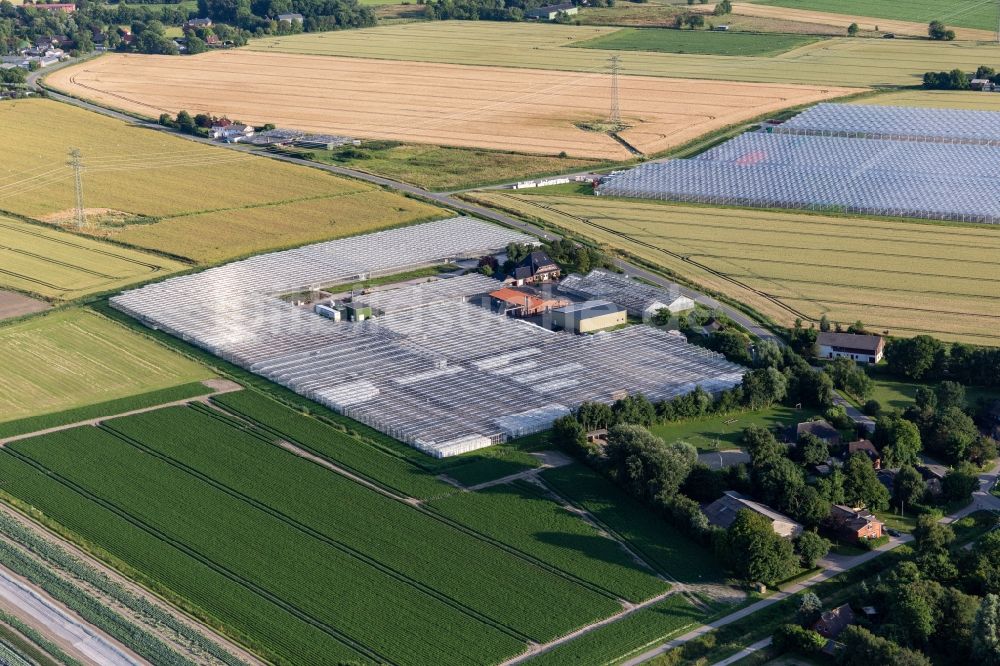 Schülperweide aus der Vogelperspektive: Gewächshausreihen zur Gemüsezucht von Diener Hermann in Schülperweide im Bundesland Schleswig-Holstein, Deutschland