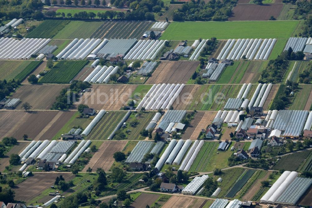 Dossenheim aus der Vogelperspektive: Gewächshausreihen zur Gemüsezucht in Dossenheim im Bundesland Baden-Württemberg