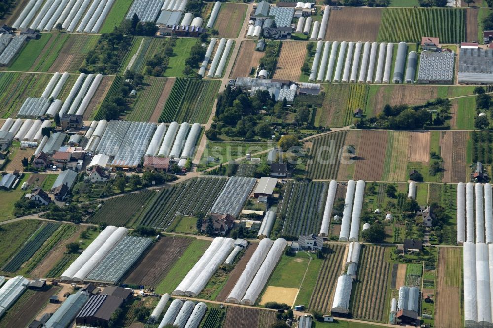 Luftbild Dossenheim - Gewächshausreihen zur Gemüsezucht in Dossenheim im Bundesland Baden-Württemberg