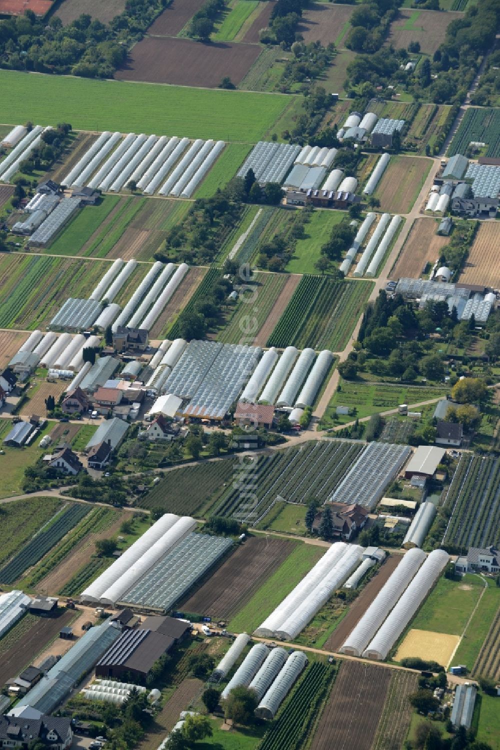 Luftaufnahme Dossenheim - Gewächshausreihen zur Gemüsezucht in Dossenheim im Bundesland Baden-Württemberg