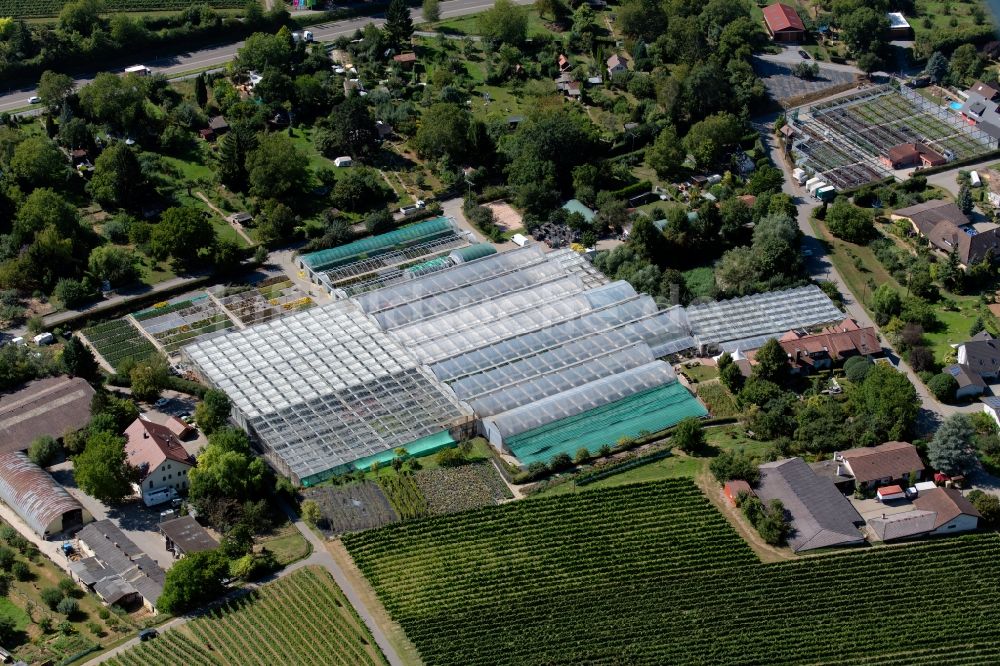 Heilbronn aus der Vogelperspektive: Gewächshausreihen zur Gemüsezucht der Gärtnerei Umbach bei der Klinge / Staufenberger Weg in Heilbronn im Bundesland Baden-Württemberg, Deutschland