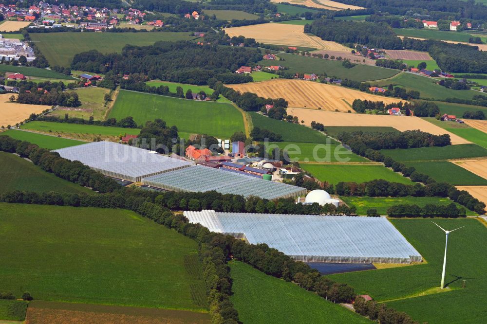 Luftbild Sassenberg - Gewächshausreihen zur Gemüsezucht Querdel Biohof in Sassenberg im Bundesland Nordrhein-Westfalen, Deutschland