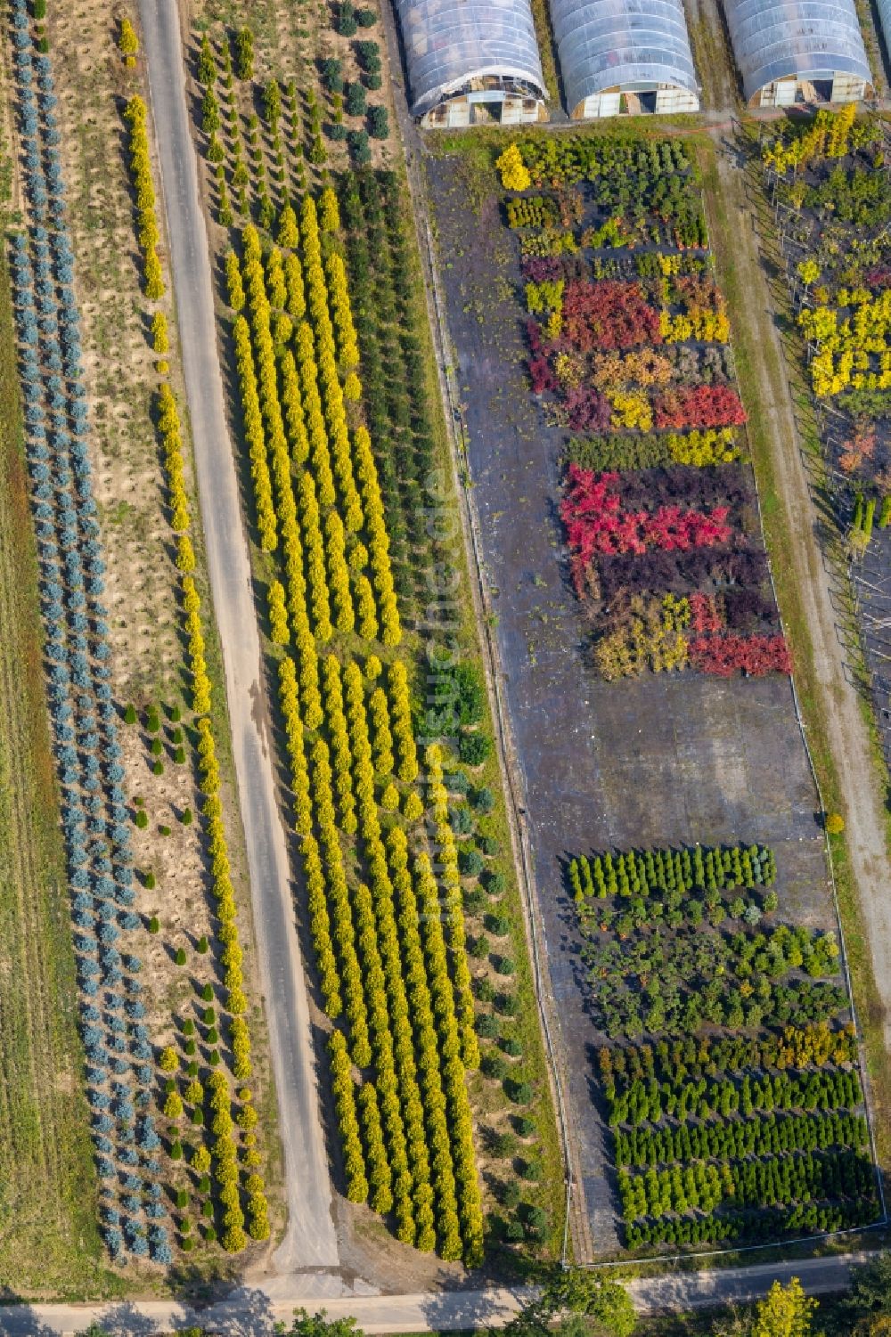 Luftaufnahme Olsberg - Gewächshäuser, bunte Blumenbeete in der Gärtnerei und Baumschule des Pflanzenmarktes Arnold Gockel in Olsberg im Bundesland Nordrhein-Westfalen, Deutschland