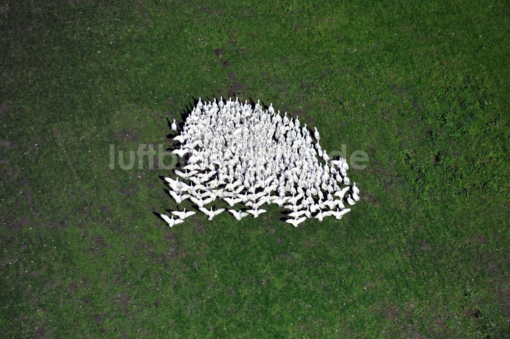 Am Großen Bruch aus der Vogelperspektive: Gänseschar auf dem Feuchtgebiet am Großen Bruch im Landkreis Börde im Bundesland Sachsen-Anhalt