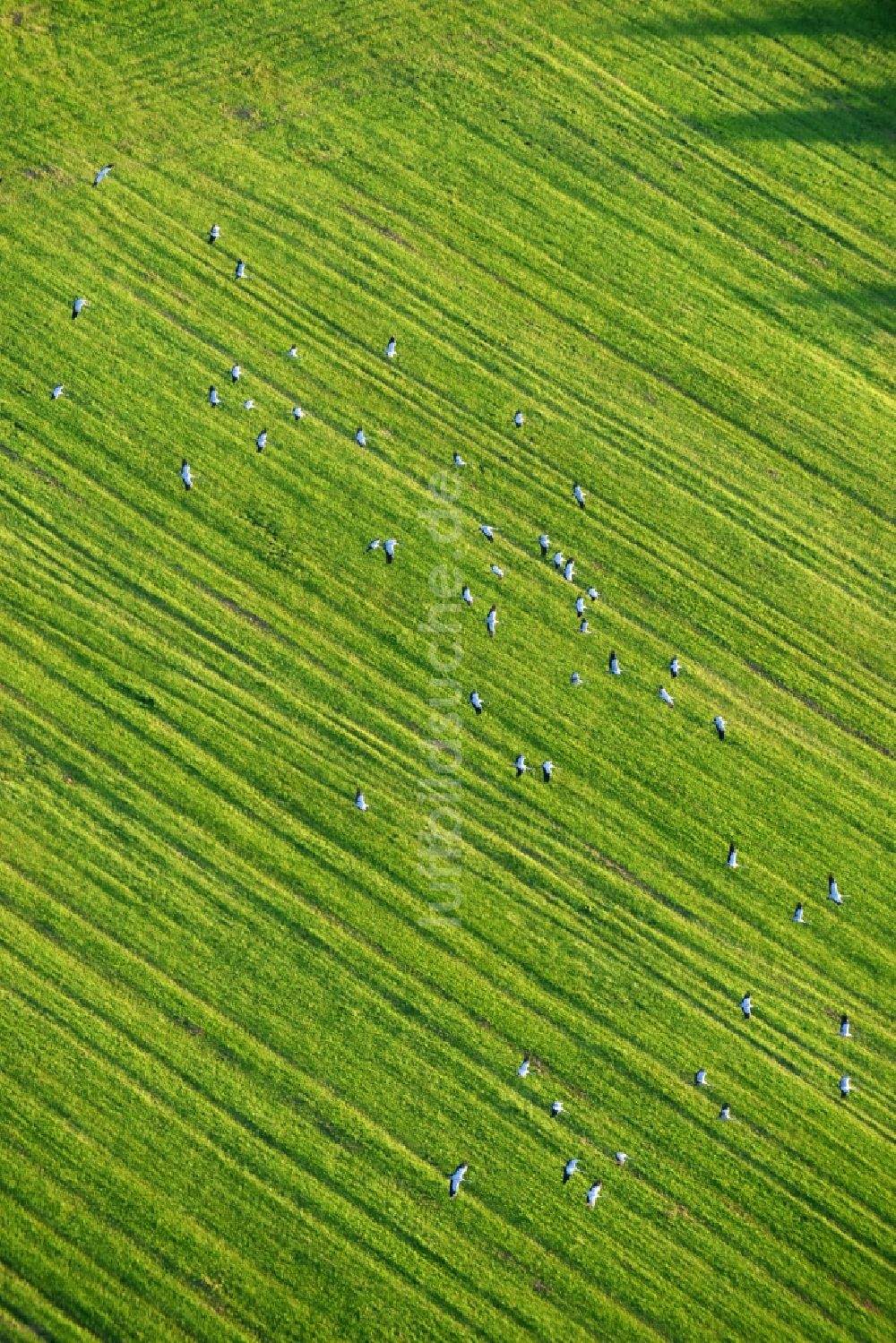 Luftaufnahme Golzow - Grasflächen- Strukturen einer Feld- Landschaft mit Graureiher- Vogelschwärmen in Golzow im Bundesland Brandenburg, Deutschland