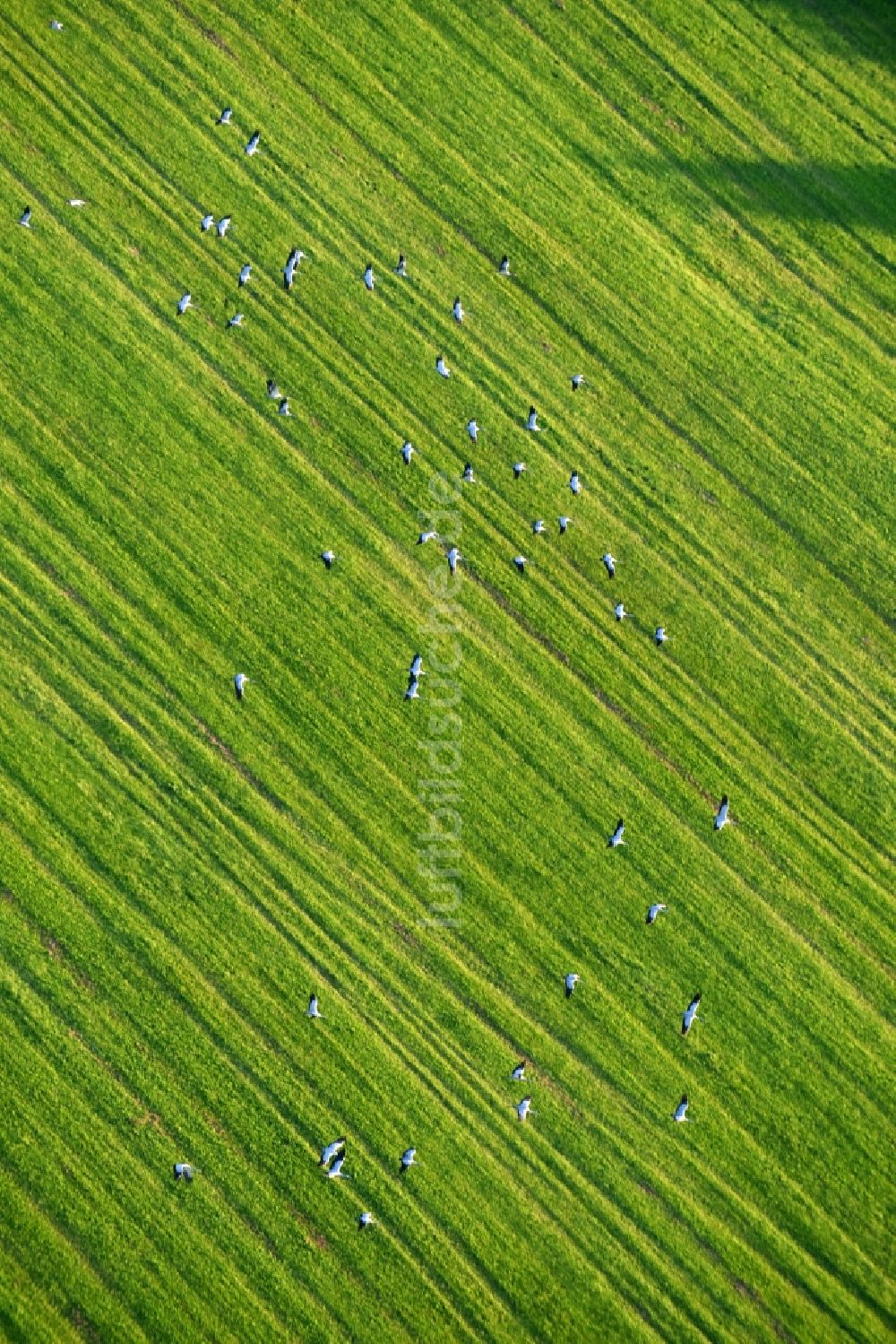 Golzow von oben - Grasflächen- Strukturen einer Feld- Landschaft mit Graureiher- Vogelschwärmen in Golzow im Bundesland Brandenburg, Deutschland