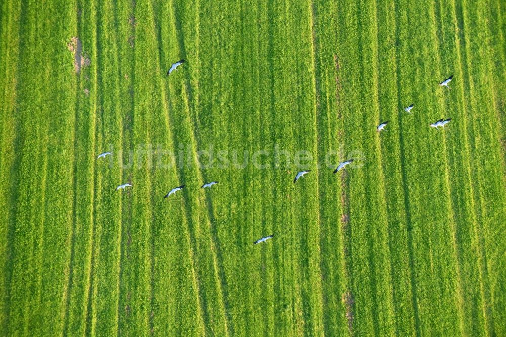 Golzow aus der Vogelperspektive: Grasflächen- Strukturen einer Feld- Landschaft mit Graureiher- Vogelschwärmen in Golzow im Bundesland Brandenburg, Deutschland