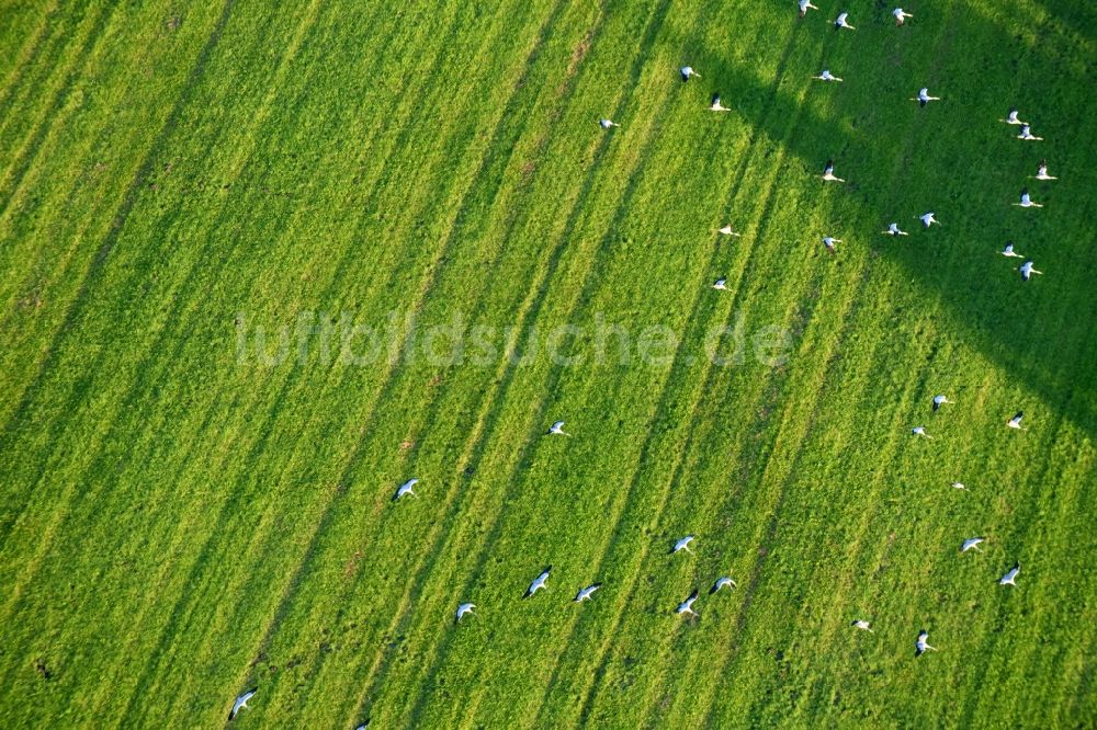 Luftbild Golzow - Grasflächen- Strukturen einer Feld- Landschaft mit Graureiher- Vogelschwärmen in Golzow im Bundesland Brandenburg, Deutschland