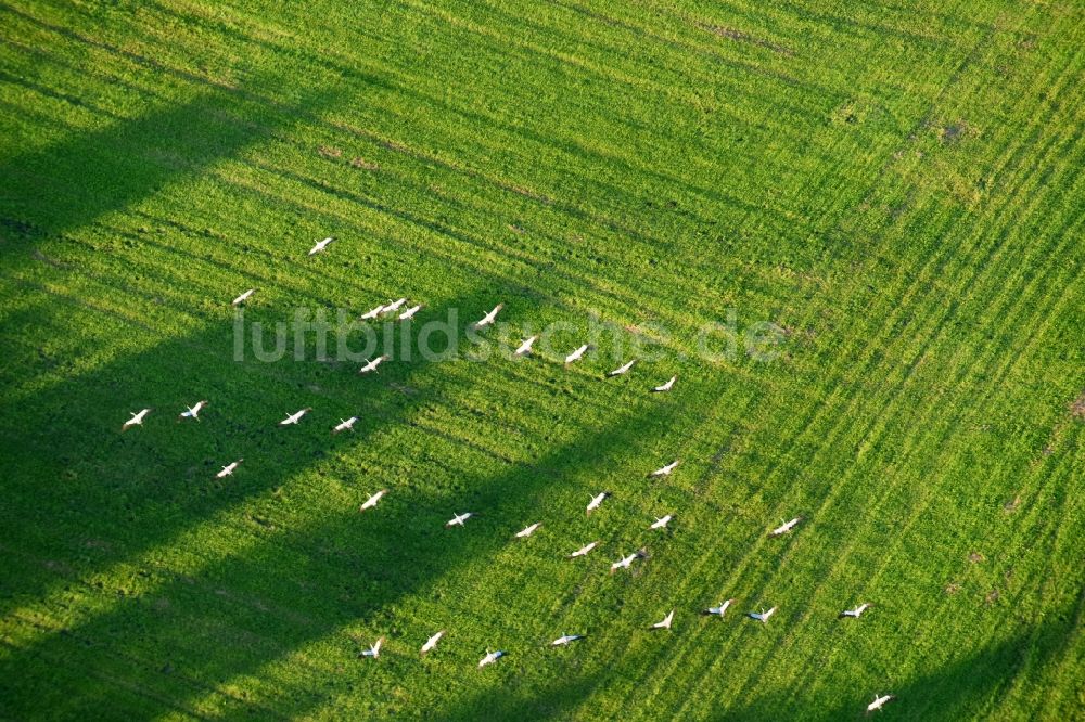 Luftaufnahme Golzow - Grasflächen- Strukturen einer Feld- Landschaft mit Graureiher- Vogelschwärmen in Golzow im Bundesland Brandenburg, Deutschland