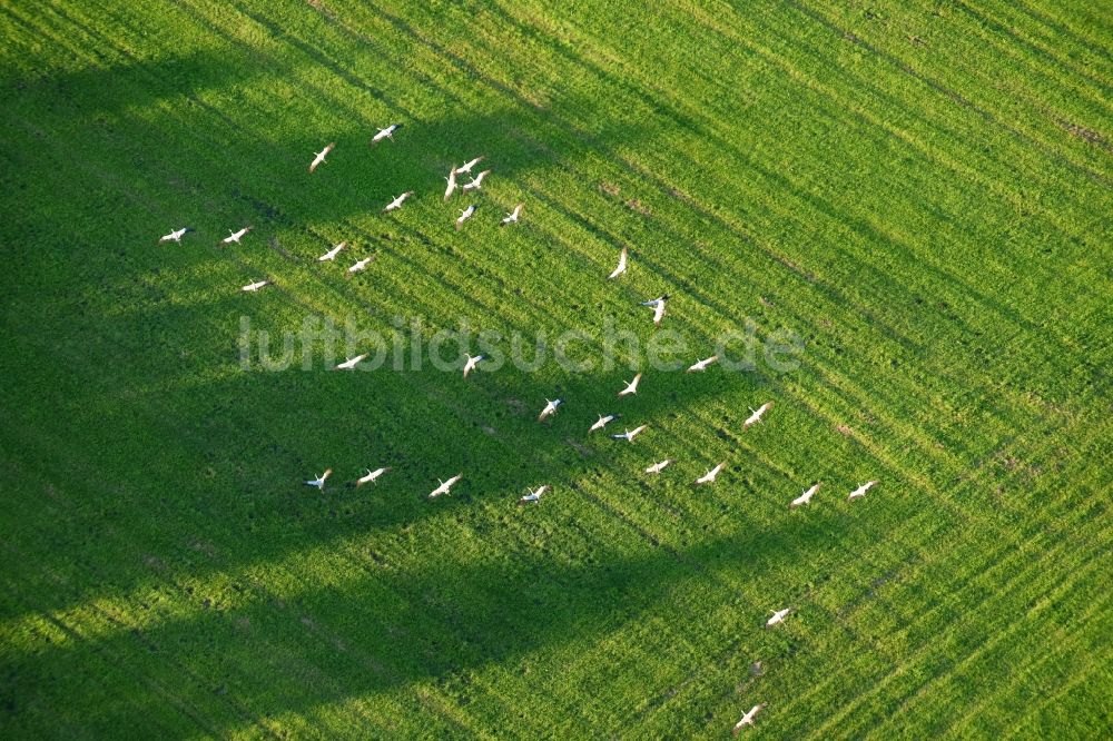 Golzow von oben - Grasflächen- Strukturen einer Feld- Landschaft mit Graureiher- Vogelschwärmen in Golzow im Bundesland Brandenburg, Deutschland