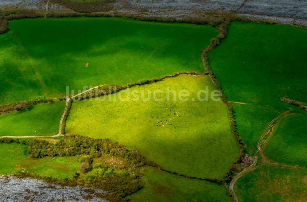 Luftaufnahme Mullaghmore Burren County - Grasflächen- Strukturen einer Feld- Landschaft in Mullaghmore Burren County in Clare, Irland