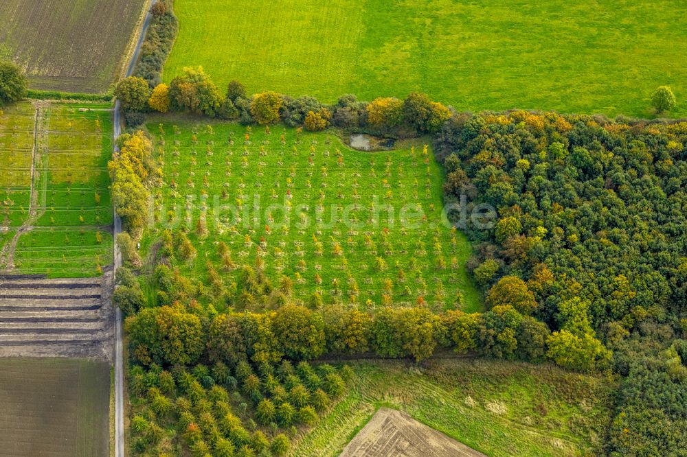 Hamm von oben - Grasflächen- Strukturen einer Feld- Landschaft im Ortsteil Norddinker in Hamm im Bundesland Nordrhein-Westfalen, Deutschland