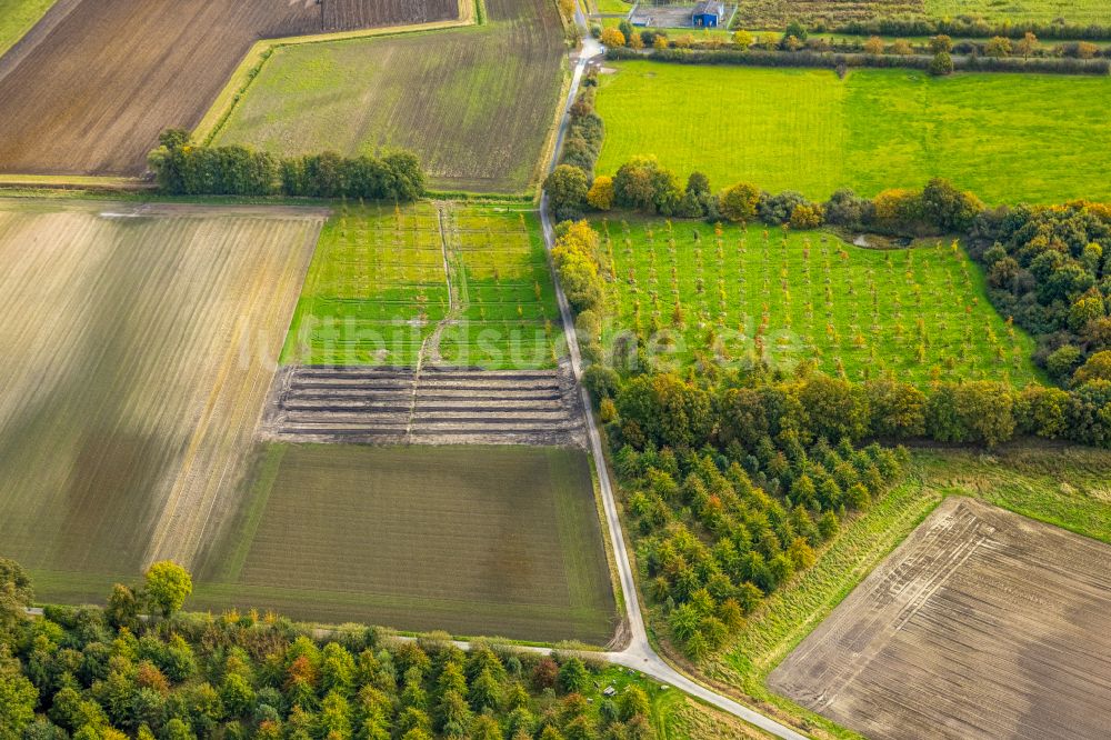 Hamm aus der Vogelperspektive: Grasflächen- Strukturen einer Feld- Landschaft im Ortsteil Norddinker in Hamm im Bundesland Nordrhein-Westfalen, Deutschland