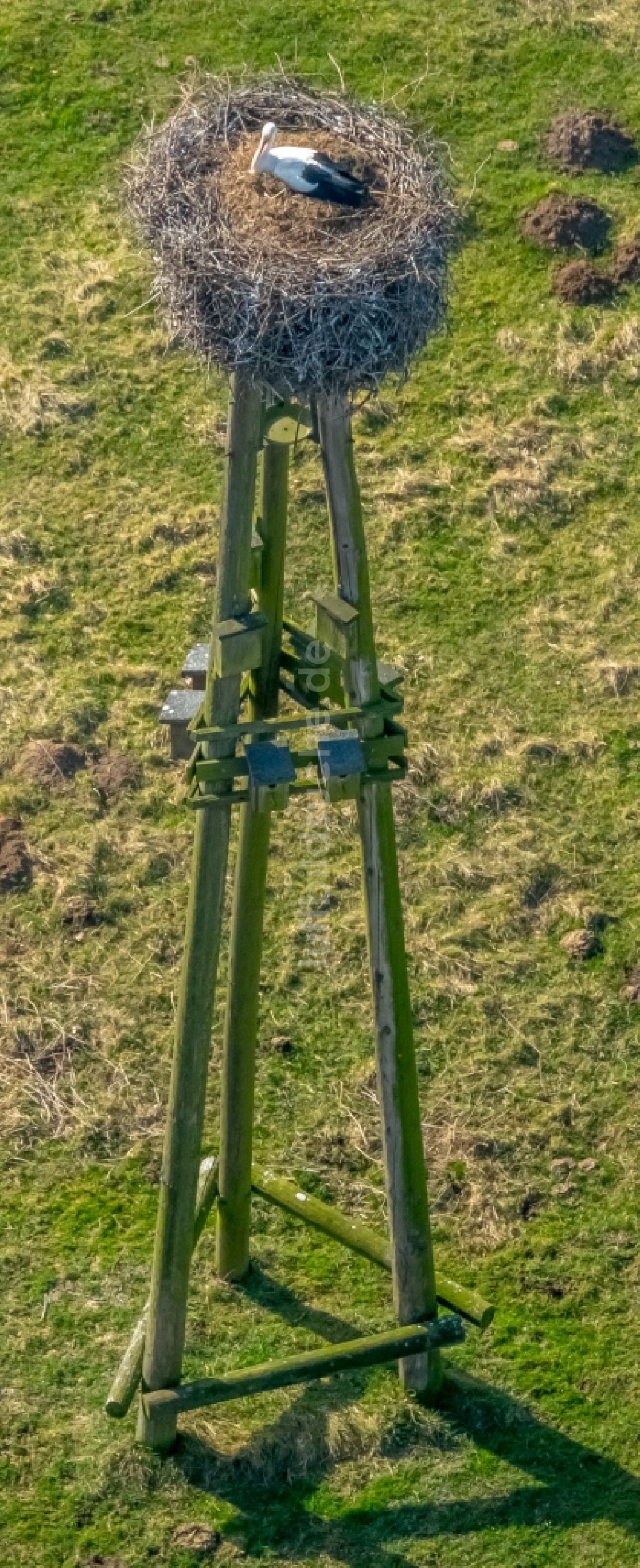 Luftaufnahme Hamm - Grasflächen- Strukturen einer Feld- Landschaft mit Storchennest in den Lippeauen im Ortsteil Hamm-Heessen in Hamm im Bundesland Nordrhein-Westfalen