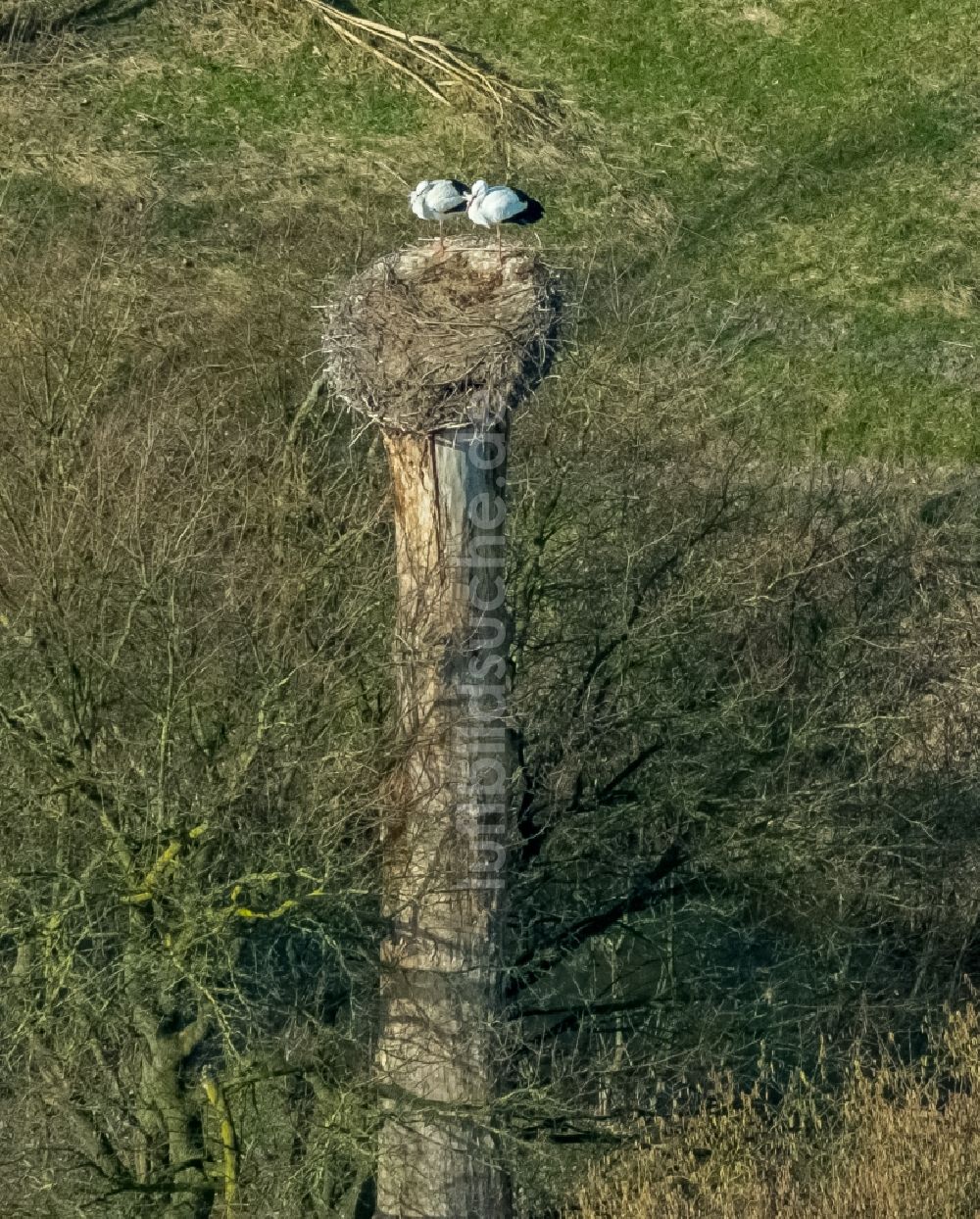 Hamm aus der Vogelperspektive: Grasflächen- Strukturen einer Feld- Landschaft mit Storchennest in den Lippeauen im Ortsteil Hamm-Heessen in Hamm im Bundesland Nordrhein-Westfalen