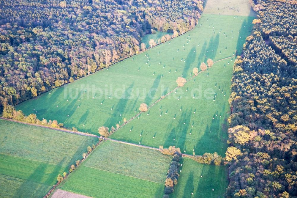 Kandel aus der Vogelperspektive: Grasflächen- Strukturen einer Wiesen-Landschaft des Otterbachtals am Bienwald in Kandel im Bundesland Rheinland-Pfalz