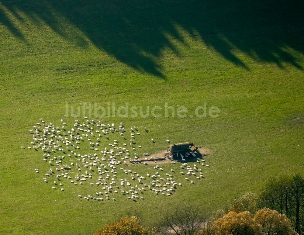 Luftaufnahme Schmallenberg - Grasflächen- Strukturen einer Wiesen- Weide mit einer Gänsen - Herde im Ortsteil Westfeld in Schmallenberg im Bundesland Nordrhein-Westfalen, Deutschland