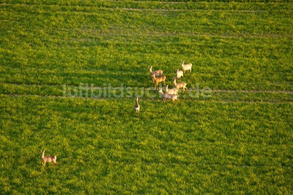 Niederer Fläming von oben - Grasflächen- Strukturen einer Wiesen- Weide mit Hirsch-Rudel in Niederer Fläming im Bundesland Brandenburg