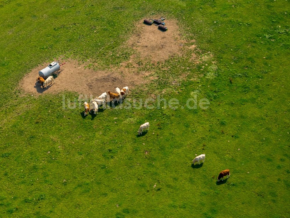 Bestwig aus der Vogelperspektive: Grasflächen- Strukturen einer Wiesen- Weide mit Kuh - Herde in Bestwig im Bundesland Nordrhein-Westfalen