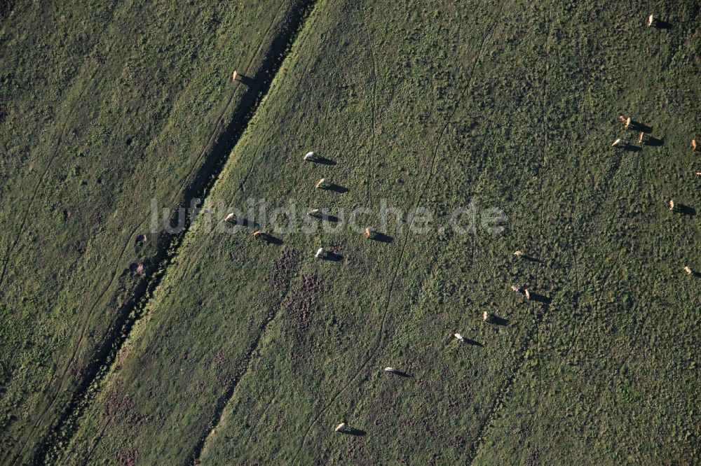 Deutschboden aus der Vogelperspektive: Grasflächen- Strukturen einer Wiesen- Weide mit Kuh - Herde in Deutschboden im Bundesland Brandenburg