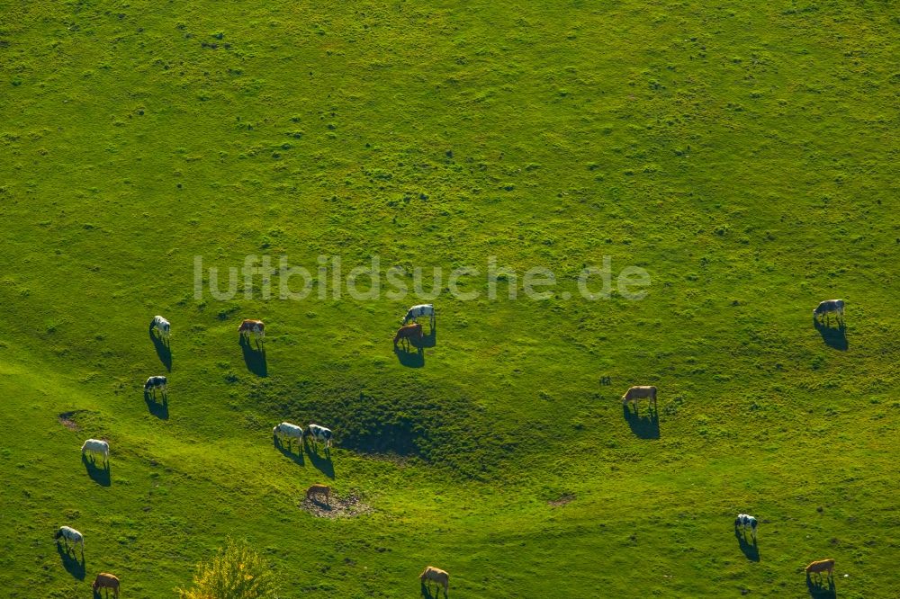 Luftaufnahme Ense - Grasflächen- Strukturen einer Wiesen- Weide mit Kuh - Herde in Ense im Bundesland Nordrhein-Westfalen