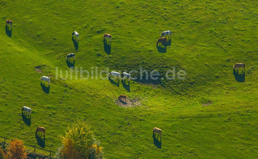 Ense von oben - Grasflächen- Strukturen einer Wiesen- Weide mit Kuh - Herde in Ense im Bundesland Nordrhein-Westfalen