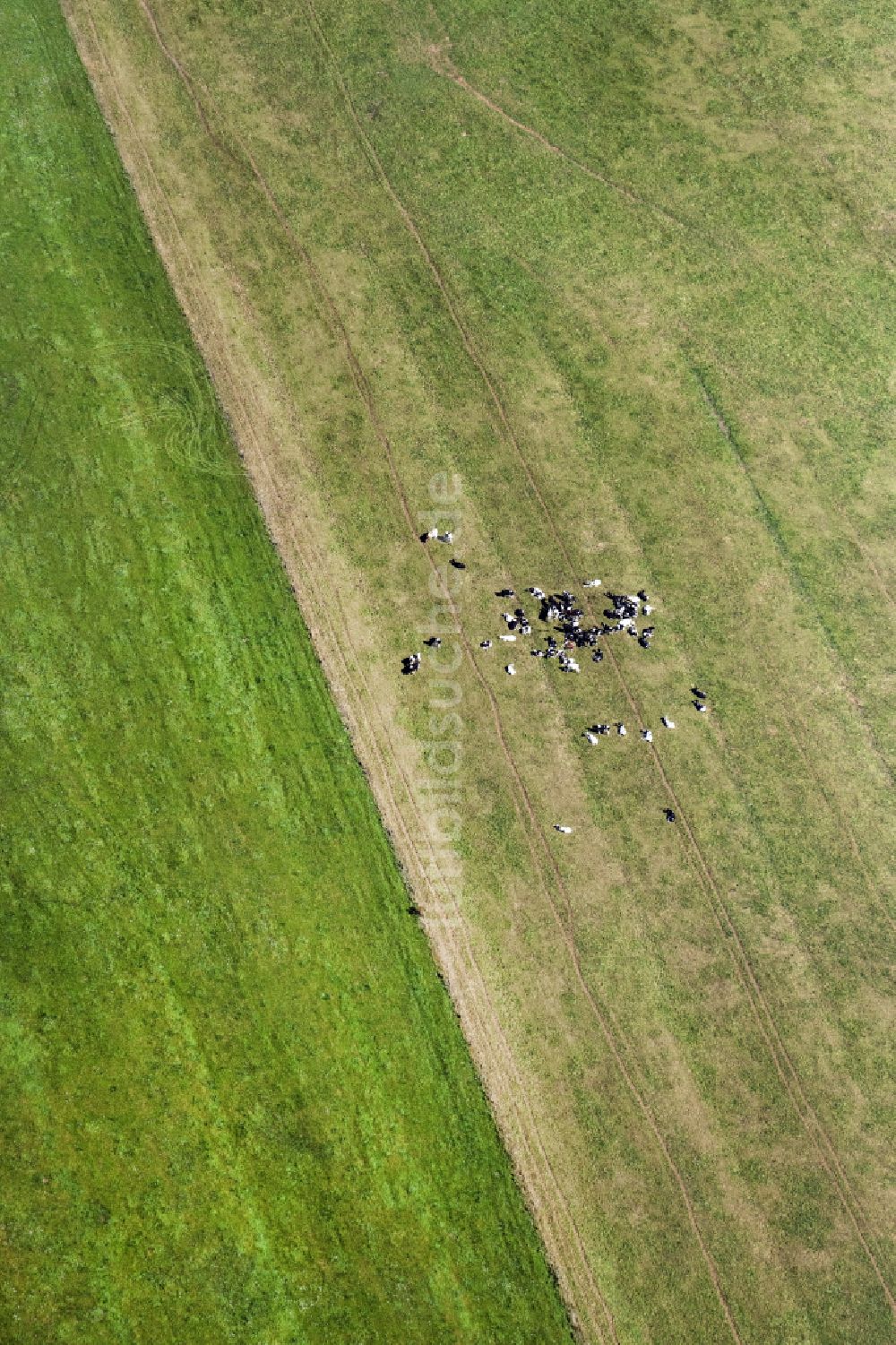 Lenzerwische aus der Vogelperspektive: Grasflächen- Strukturen einer Wiesen- Weide mit Kuh - Herde in Lenzerwische im Bundesland Brandenburg, Deutschland