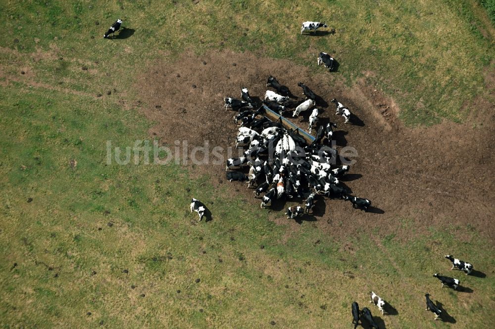 Mohlsdorf-Teichwolframsdorf aus der Vogelperspektive: Grasflächen- Strukturen einer Wiesen- Weide mit Kuh - Herde in Mohlsdorf-Teichwolframsdorf im Bundesland Thüringen