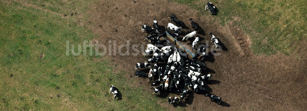 Luftaufnahme Mohlsdorf-Teichwolframsdorf - Grasflächen- Strukturen einer Wiesen- Weide mit Kuh - Herde in Mohlsdorf-Teichwolframsdorf im Bundesland Thüringen