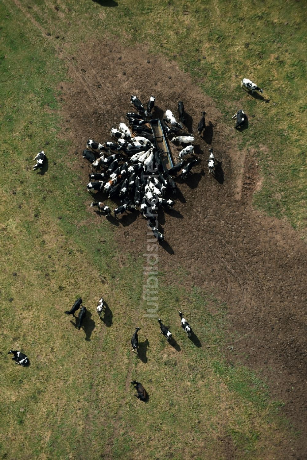 Mohlsdorf-Teichwolframsdorf aus der Vogelperspektive: Grasflächen- Strukturen einer Wiesen- Weide mit Kuh - Herde in Mohlsdorf-Teichwolframsdorf im Bundesland Thüringen