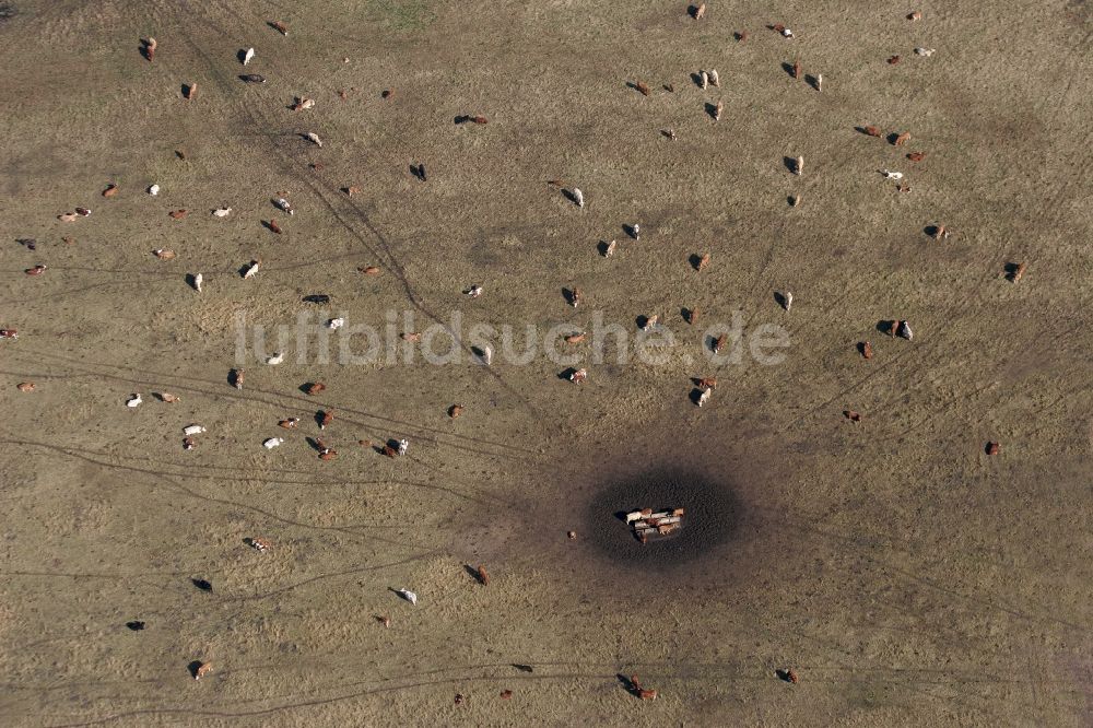 Luftaufnahme Oranienburg - Grasflächen- Strukturen einer Wiesen- Weide mit Kuh - Herde in Oranienburg im Bundesland Brandenburg