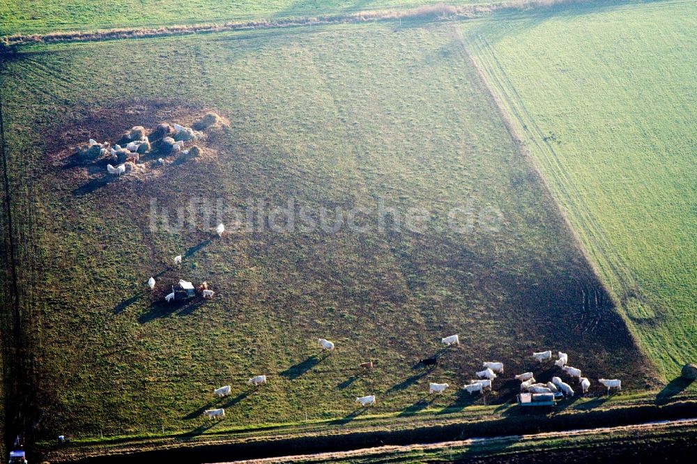 Wörth am Rhein aus der Vogelperspektive: Grasflächen- Strukturen einer Wiesen- Weide mit Kuh - Herde im Ortsteil Schaidt in Wörth am Rhein im Bundesland Rheinland-Pfalz