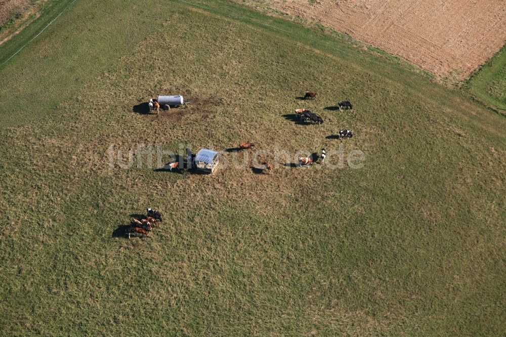 Luftbild Rheinfelden (Baden) - Grasflächen- Strukturen einer Wiesen- Weide mit Kuh - Herde in Rheinfelden (Baden) im Bundesland Baden-Württemberg