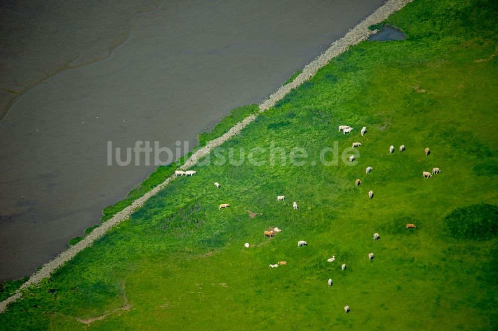 Luftbild Wedel - Grasflächen- Strukturen einer Wiesen- Weide mit Kuh - Herde in Wedel im Bundesland Schleswig-Holstein