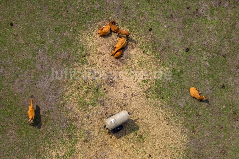 Werne aus der Vogelperspektive: Grasflächen- Strukturen einer Wiesen- Weide mit Kuh - Herde in Werne im Bundesland Nordrhein-Westfalen, Deutschland