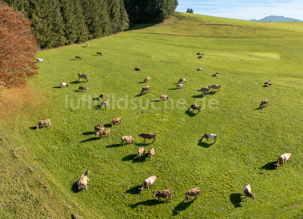 Luftbild Wertach - Grasflächen- Strukturen einer Wiesen- Weide mit Kuh - Herde in Wertach im Bundesland Bayern, Deutschland