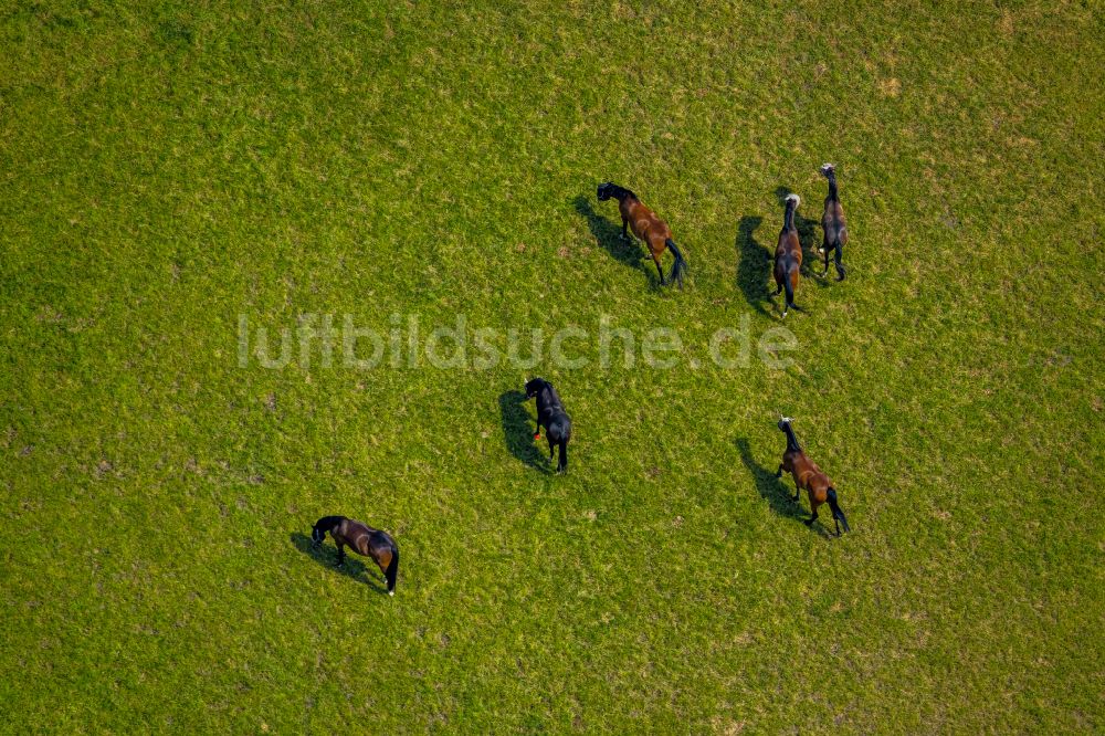 Dortmund aus der Vogelperspektive: Grasflächen- Strukturen einer Wiesen- Weide mit Pferde - Herde in Dortmund im Bundesland Nordrhein-Westfalen, Deutschland