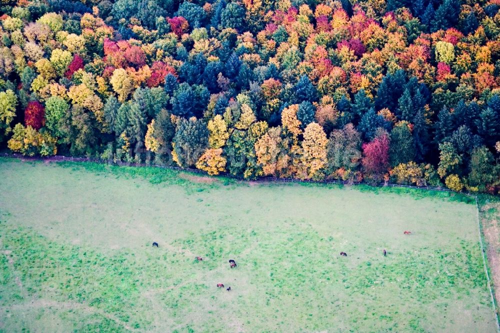 Dielheim von oben - Grasflächen- Strukturen einer Wiesen- Weide mit Pferde- Herde am Waldrand in buntem Herbstlaub in Dielheim im Bundesland Baden-Württemberg