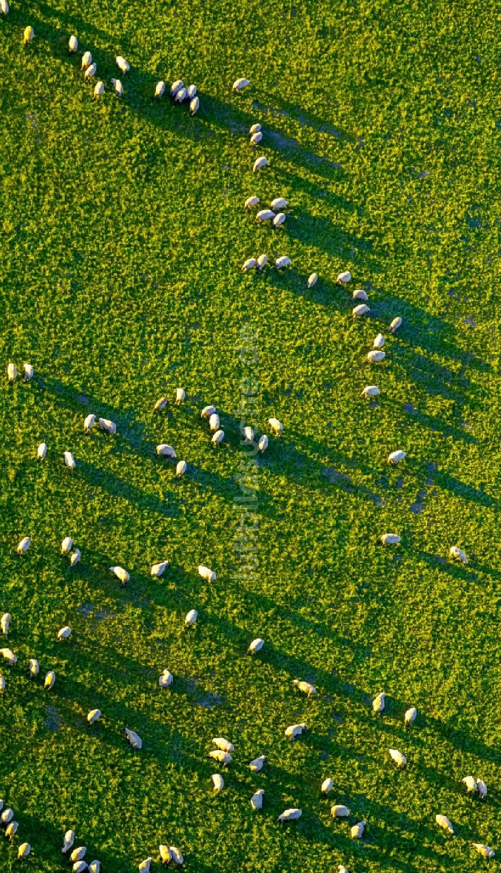 Luftaufnahme Arnsberg - Grasflächen- Strukturen einer Wiesen- Weide mit Schaf - Herde in Arnsberg im Bundesland Nordrhein-Westfalen