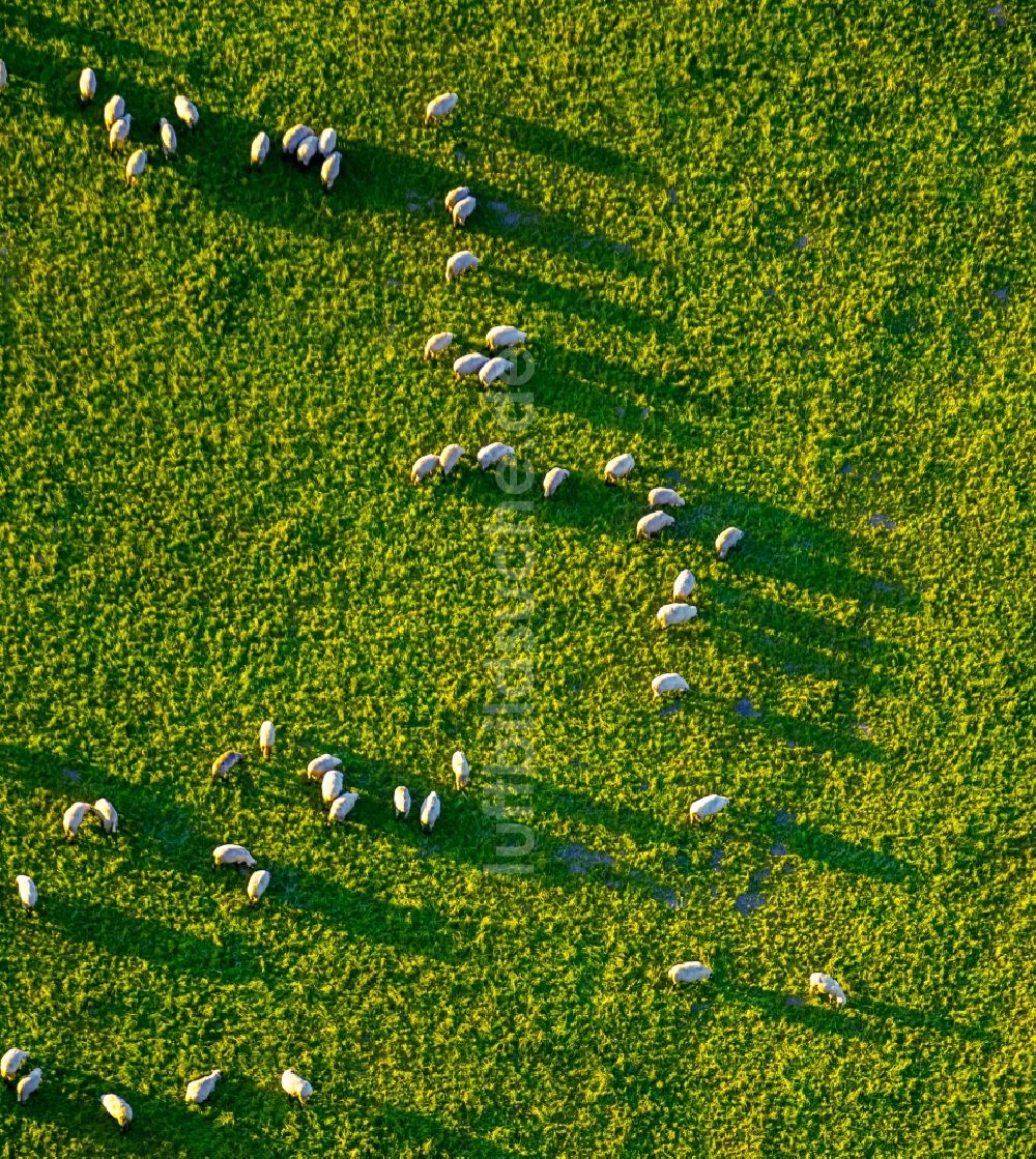 Arnsberg von oben - Grasflächen- Strukturen einer Wiesen- Weide mit Schaf - Herde in Arnsberg im Bundesland Nordrhein-Westfalen