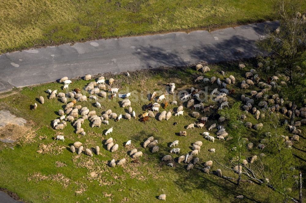 Luftbild Brüggen - Grasflächen- Strukturen einer Wiesen- Weide mit Schaf- Herde in Brüggen im Bundesland Nordrhein-Westfalen, Deutschland