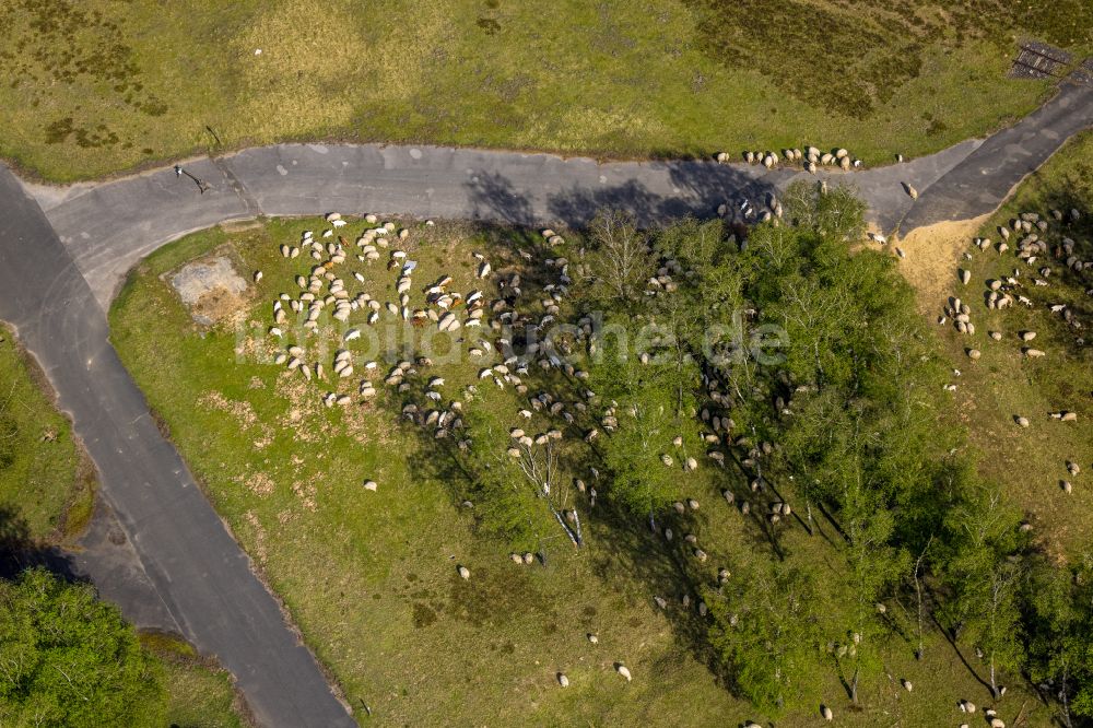 Luftaufnahme Brüggen - Grasflächen- Strukturen einer Wiesen- Weide mit Schaf- Herde in Brüggen im Bundesland Nordrhein-Westfalen, Deutschland