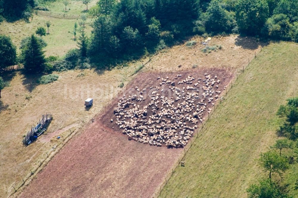 Luftbild Eußerthal - Grasflächen- Strukturen einer Wiesen- Weide mit Schaf - Herde in Eußerthal im Bundesland Rheinland-Pfalz