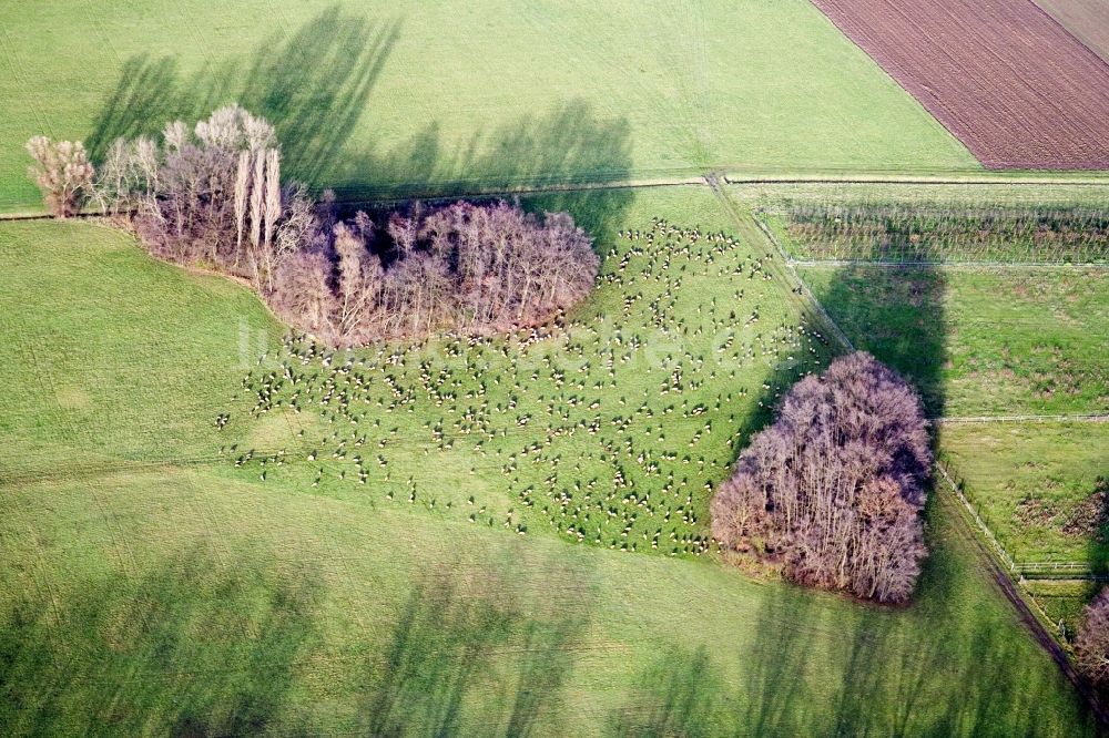 Luftbild Freimersheim - Grasflächen- Strukturen einer Wiesen- Weide mit Schaf - Herde in Freimersheim im Bundesland Rheinland-Pfalz