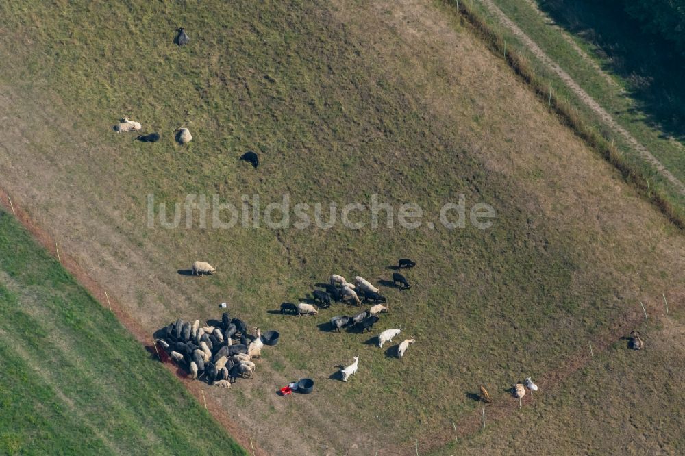 Leipzig aus der Vogelperspektive: Grasflächen- Strukturen einer Wiesen- Weide mit Schaf- Herde in Leipzig im Bundesland Sachsen, Deutschland