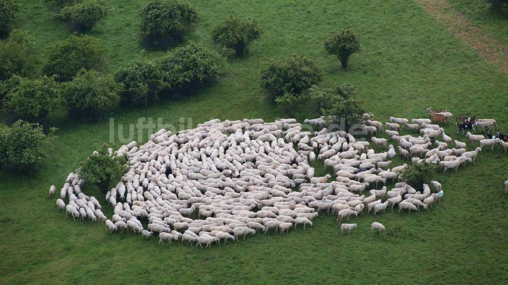 Rieder aus der Vogelperspektive: Grasflächen- Strukturen einer Wiesen- Weide mit Schaf- Herde in Rieder im Bundesland Sachsen-Anhalt, Deutschland