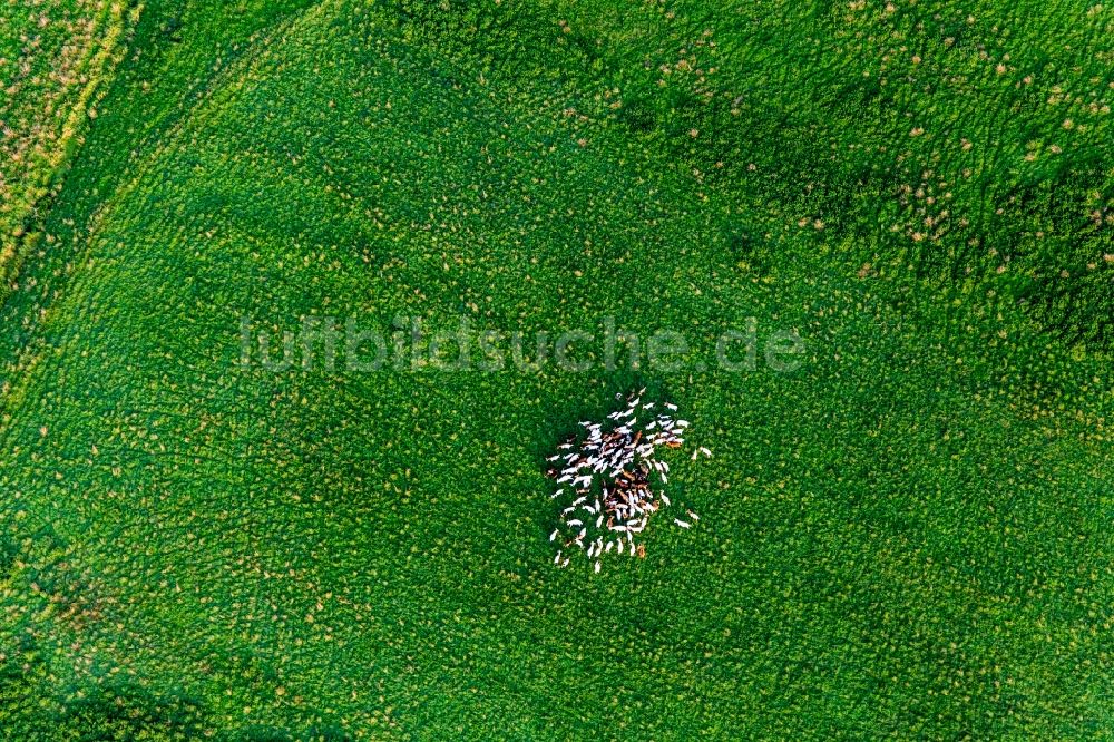 Königseggwald aus der Vogelperspektive: Grasflächen- Strukturen einer Wiesen- Weide mit Ziegen- Herde in Königseggwald im Bundesland Baden-Württemberg, Deutschland