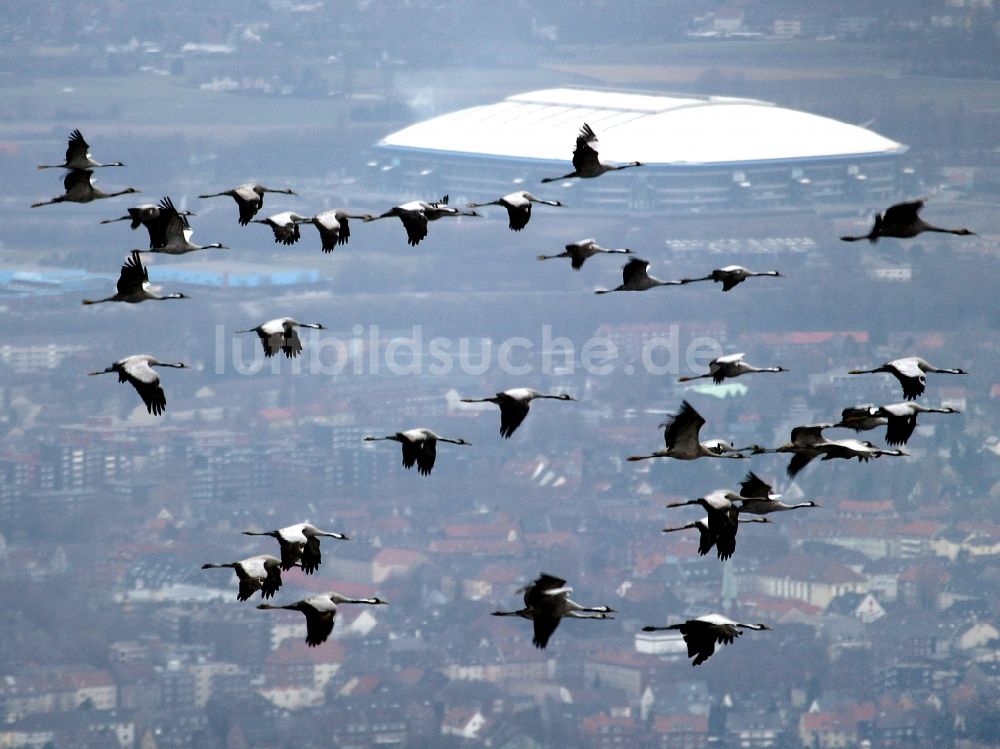 Gelsenkirchen von oben - Graureiher im Flug in Gelsenkirchen im Bundesland Nordrhein-Westfalen