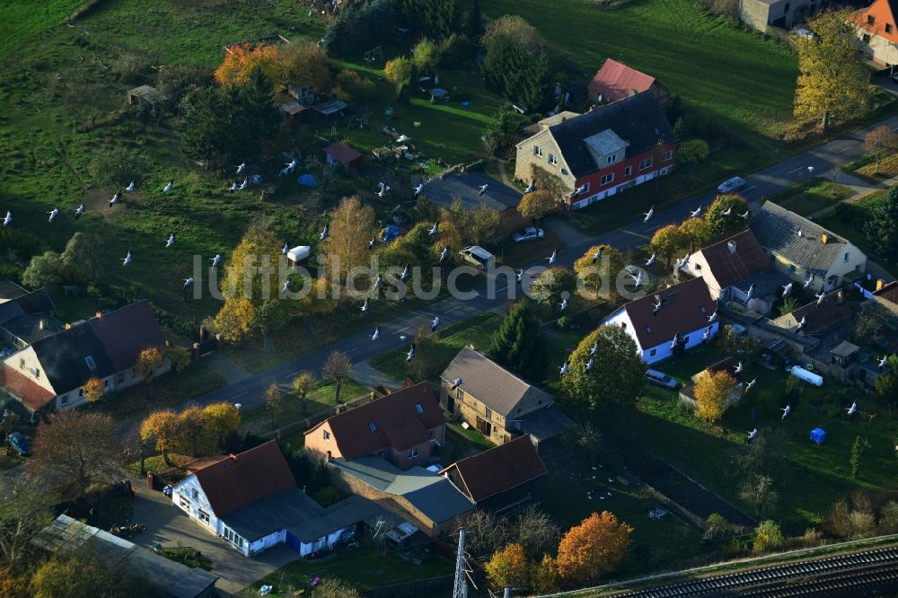 Gutengermendorf Löwenberger Land von oben - Graureiher - Vogelschwarm über Gutengermendorf im Löwenberger Land im Bundesland Brandenburg