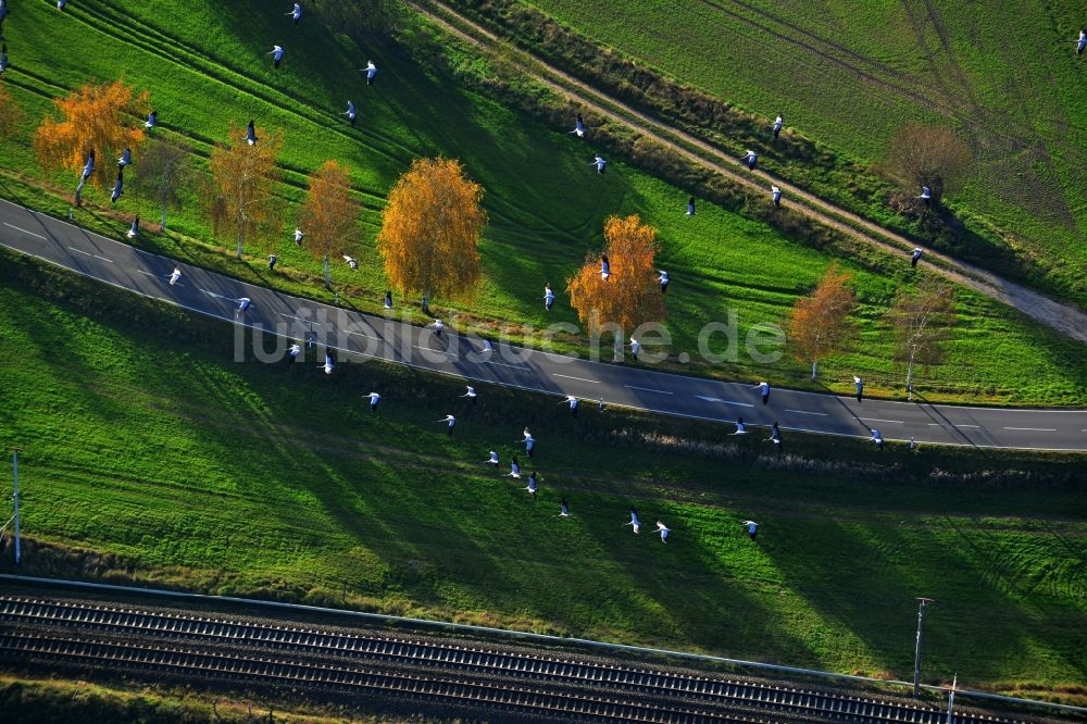 Gutengermendorf Löwenberger Land von oben - Graureiher - Vogelschwarm über Gutengermendorf im Löwenberger Land im Bundesland Brandenburg